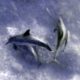 Beyond Kona Banner Hawaii Dolphin