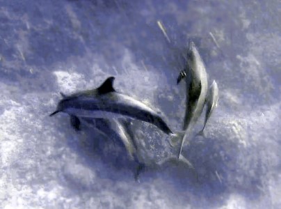 Beyond Kona Banner Hawaii Dolphin