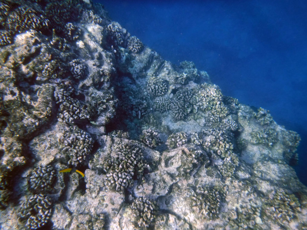 Califlower Death Widespread Shallow Reef To Open Ocean]