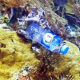 Plastic Reef Bottle