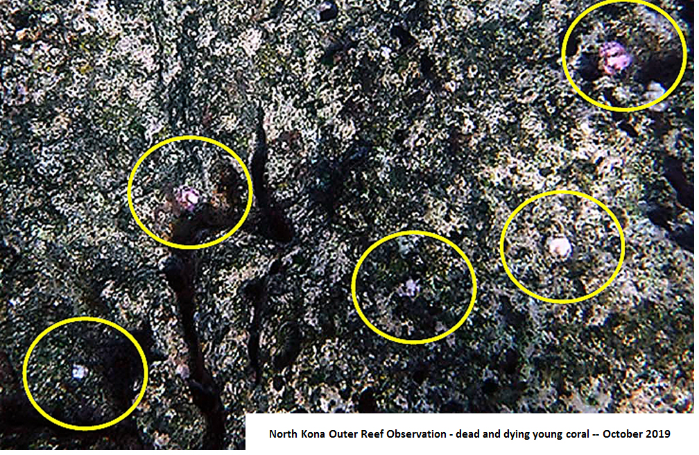 Young Coral Die Off North Kona