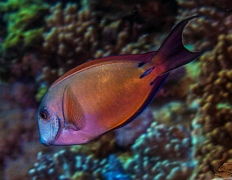 Brown Surgonfish