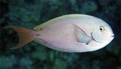 Thompson's Surgeonfish