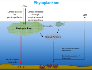 Phytoplankton Slide