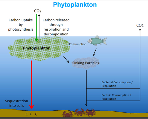 Phytoplankton Slide