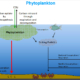 Phytoplankton Slide
