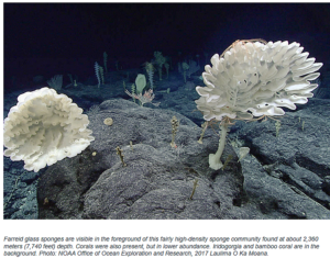 Central Pacific Marine Monument Protected Area