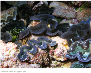 Giant Blue Clams Marine Moument 2